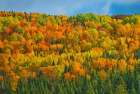 Canada-New Brunswick-Saint-Joseph Forest in autumn foliage Art Print